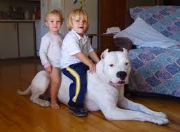 dogo argentino 2