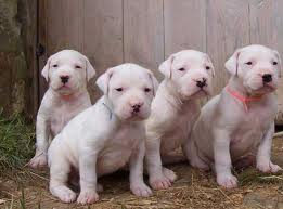 dogo argentino 3