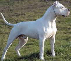 dogo argentino