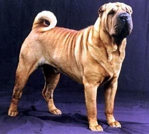 shar pei 1