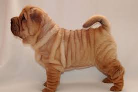 shar pei 2