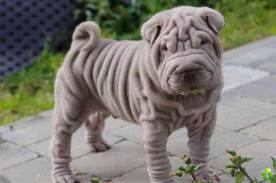 shar pei