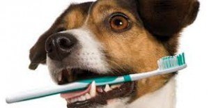 Cuidado dental para tu perro