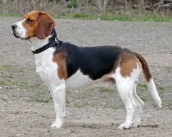 beagle