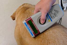 chip en los perros 2