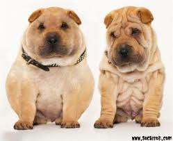 obesidad en los perros 2