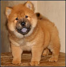 Chow Chow 2