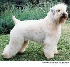 irish soft coated wheaten terrier