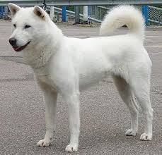 kishu