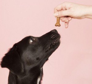 como-dar-una-pildora-a-mi-perro1