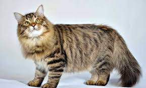 gato siberiano 2