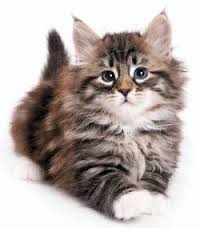 gato siberiano 3