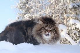 gato siberiano