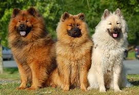 eurasier 2