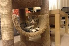 Rascadores naturales