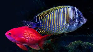 consejos-para-comprar-peces-2