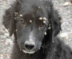 problemas-con-garrapatas-2