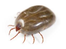 problemas-con-garrapatas