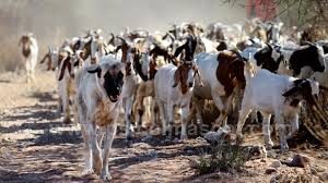 protegiendo-al-ganado-de-los-depredadores-2