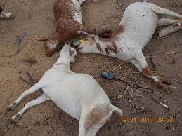 protegiendo-al-ganado-de-los-depredadores