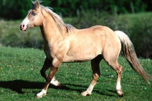 caballo palomino