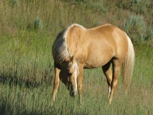 caballo palomino