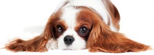 cavalier king charles spaniel cavalier king charles spaniel