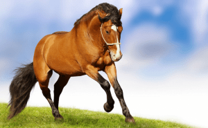 desparasitar caballos