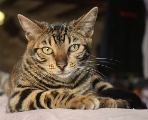 gato toyger