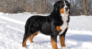 perro boyero de berna1