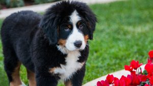 perro boyero de berna2