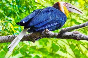 aves-exoticas-1