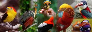 aves-exoticas