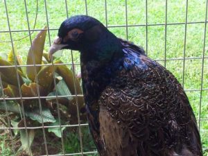 aves exoticas